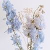 blue_delphinium